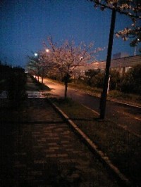 桜2