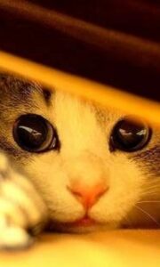 ちらっ