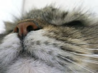 ふむふむ