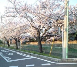 桜