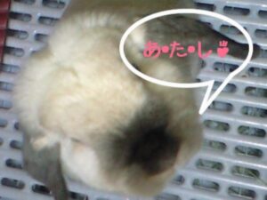さくら