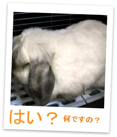 さくらさん寝起き♪