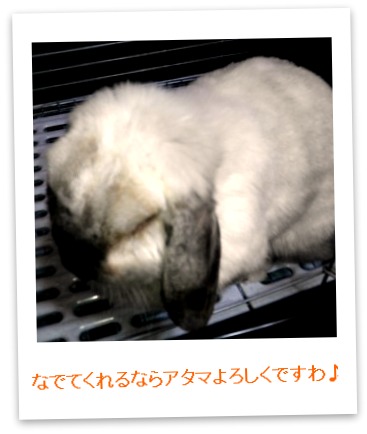 さくらさんおねだり
