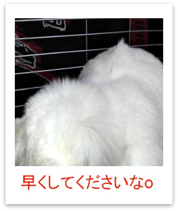 さくらさん寝癖？