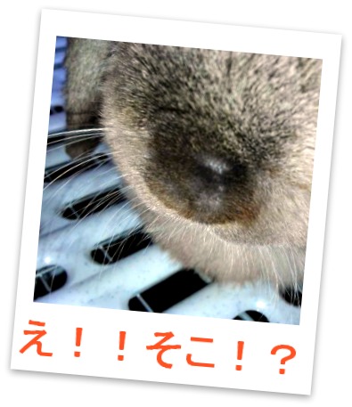 さくらさんのおきゃっぴー♪