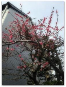 梅はぁ咲いぃたか♪桜はまだかいな♪♪
