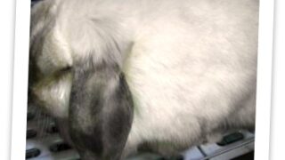 さくらさん寝起き♪