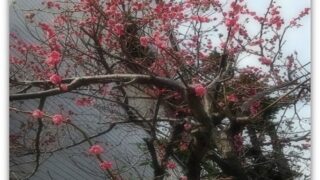梅はぁ咲いぃたか♪桜はまだかいな♪♪